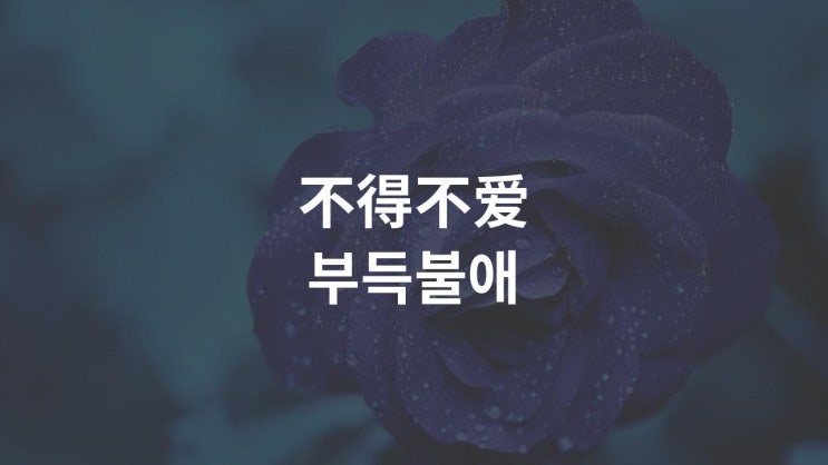  不得不爱 부득불애 -潘玮柏&弦子