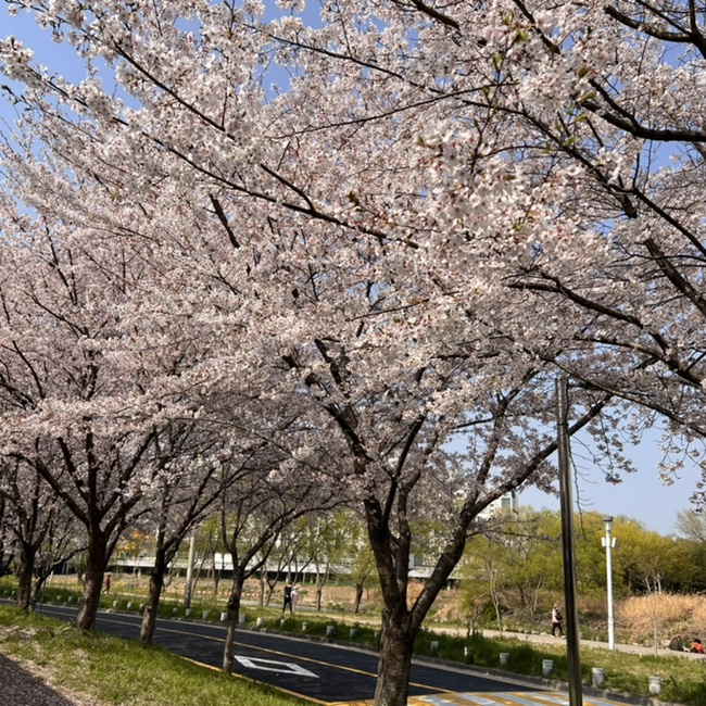 광주천 벚꽃과 다른 예쁜 꽃들 구경하기 즐거운 봄맞이 꽃구경
