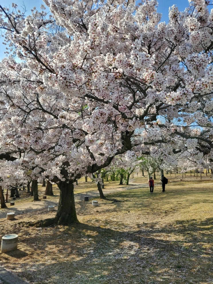  경주벚꽃명소 불국사 만개 벚꽃길(4월7일)