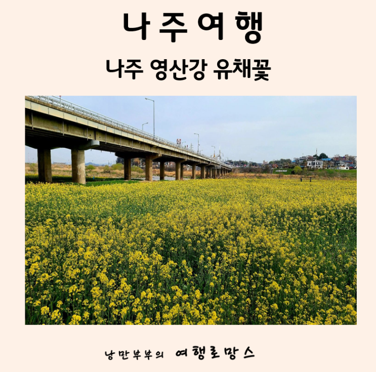  나주 영산강 유채꽃::우린 유채꽃보러 제주도 대신 나주 영산강 체육공원간다!