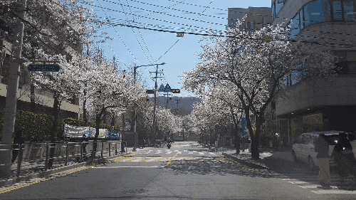  [리뷰볼래] 2022 강남.. 어느 봄날 l 벚꽃 풍경