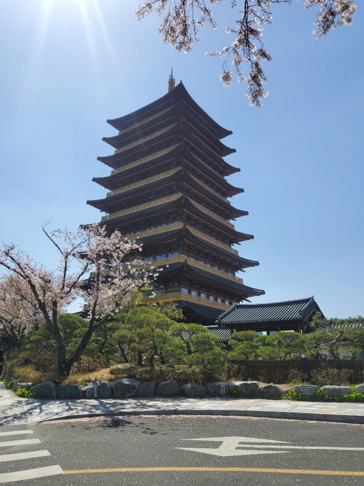  경주 보문단지 황룡원 중도타워벚꽃(4월8일)