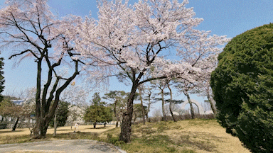 서울, 벚꽃이 있는 풍경-보라매공원, 현충원, 여의도