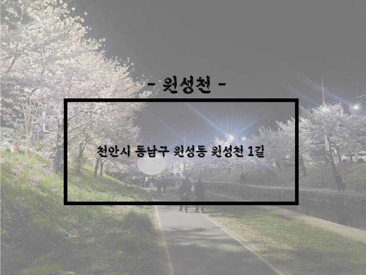  천안/원성 봄에 가볼만 한곳, 천안 원성동 데이트 장소 추천, 벚꽃놀이 추천 장소, 천안 원성동 원성천