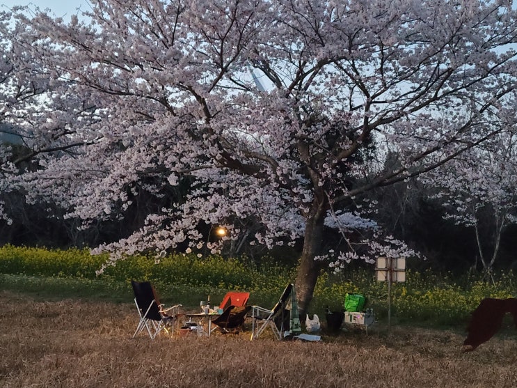 제주 벚꽃 차박지, 화장실 있는 한적하고 조용한 무료노지 차박 캠핑