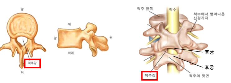 4. 허리 디스크의 치료 3편 – 신경 차단술의 종류 [송파구 신경외과]