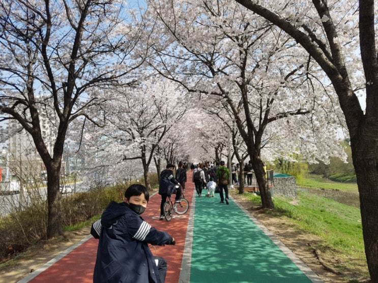  서울 벚꽃 명소는 여기! 나만아는 벚꽃 포인트 세군데 공개~