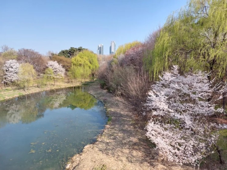 성수동 서울숲 벚꽃구경  봄풍경   도심속피크닉  산책공원
