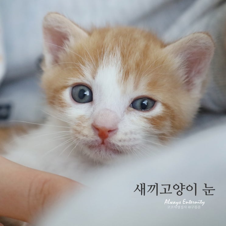  새끼 고양이 눈, 색깔에 담긴 신비한 비밀!