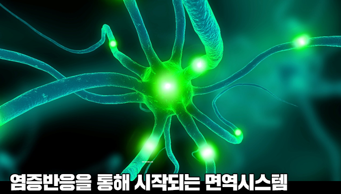  면역학 기초