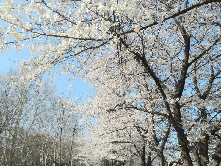  벚꽃에 취한 양재 시민의 숲