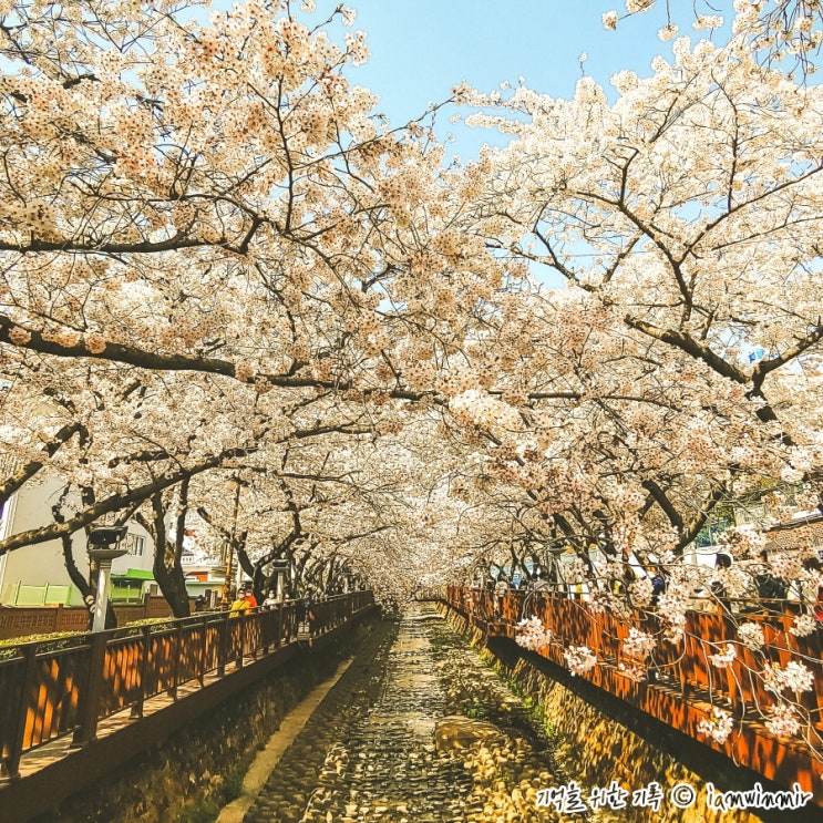 벚꽃과 해운대 해안 열차가 목적이었던 부산 2박 3일