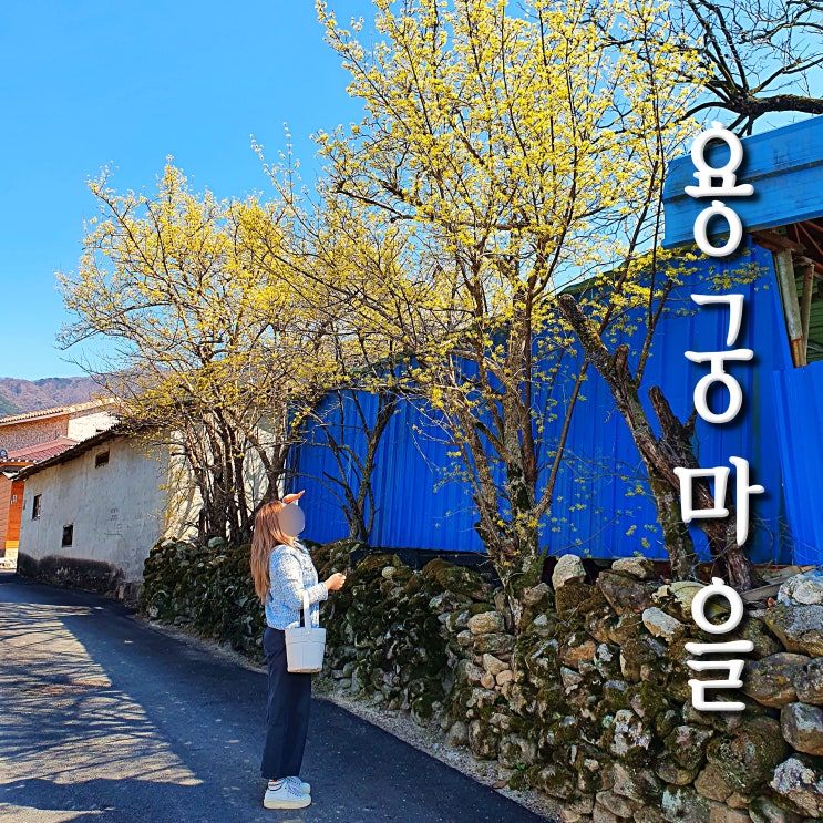 남원 산수유로 유명한 용궁마을 돌담길 코스와 포토존 소요시간(4월 남원사랑 상품권 이벤트)