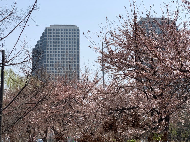 [봄나들이] 2022 여의도 벚꽃 한강 공원