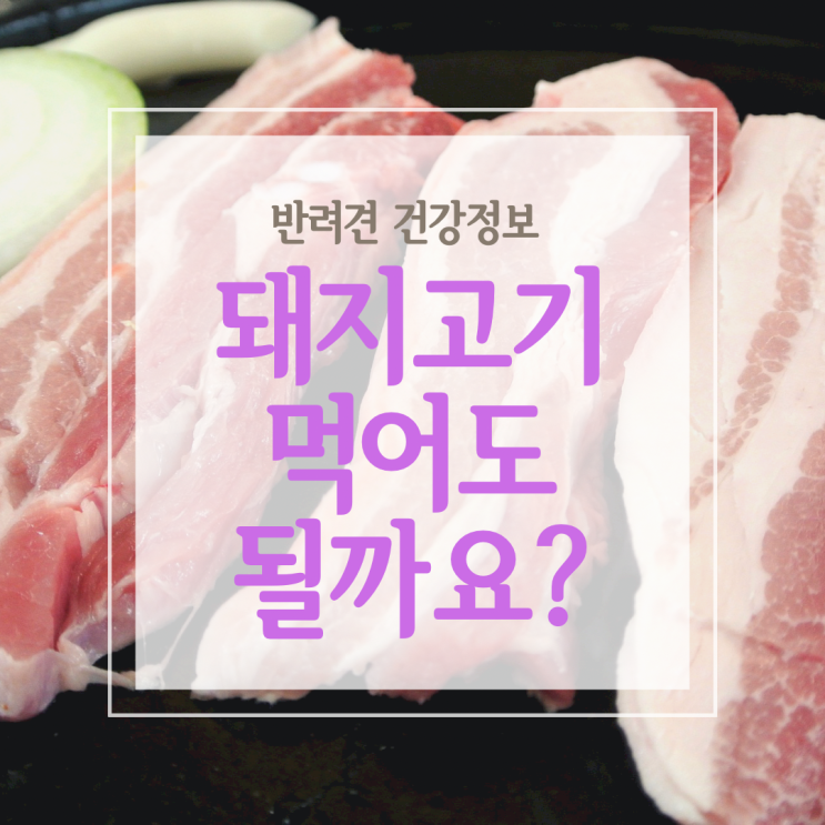  강아지 돼지고기, 간, 귀, 뼈, 삼겹살과 족발 먹으면 안 될까?