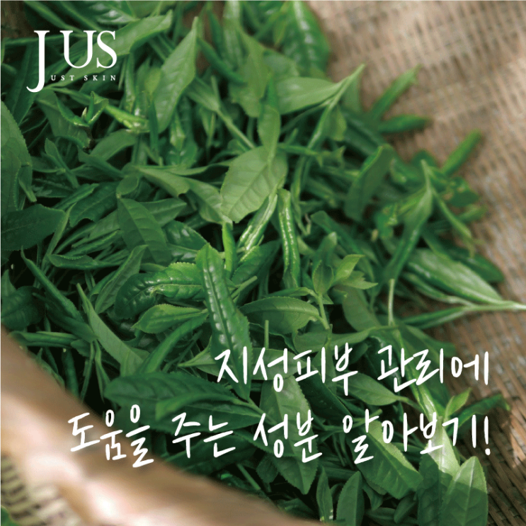  흐르는 유분 부담스러운 피지와 각질을 부탁해! 지성피부에 도움을 주는 성분
