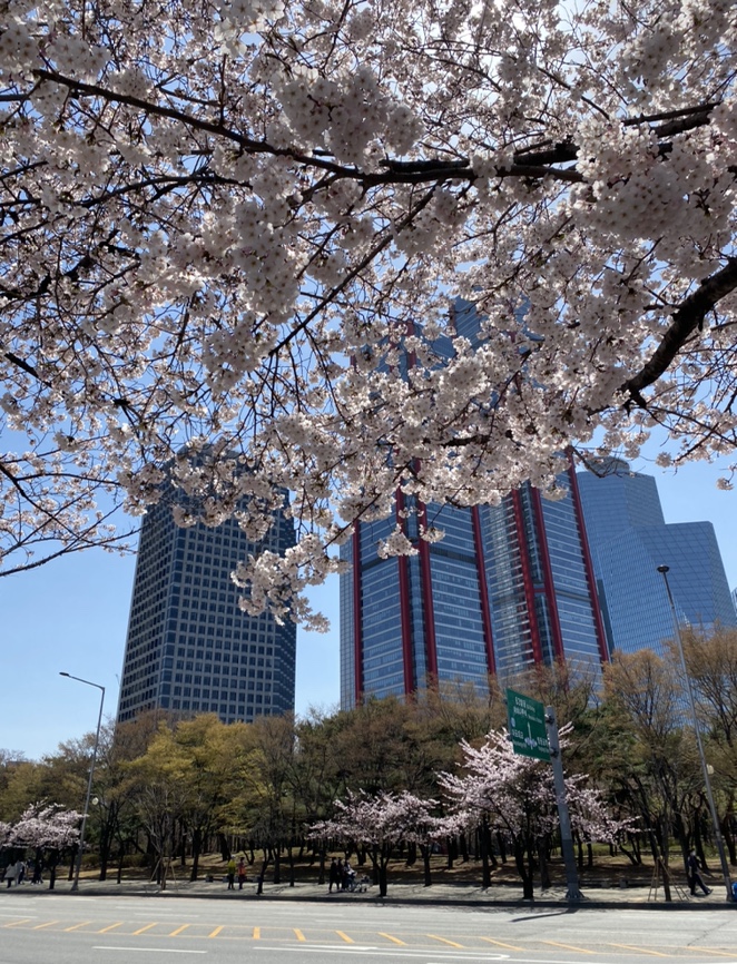  [여의도 축제] 여의도 윤중로 벚꽃길 (개방전 방문 후기, 벚꽃길 구간별 벚꽃 특징, 포토스팟 추천)
