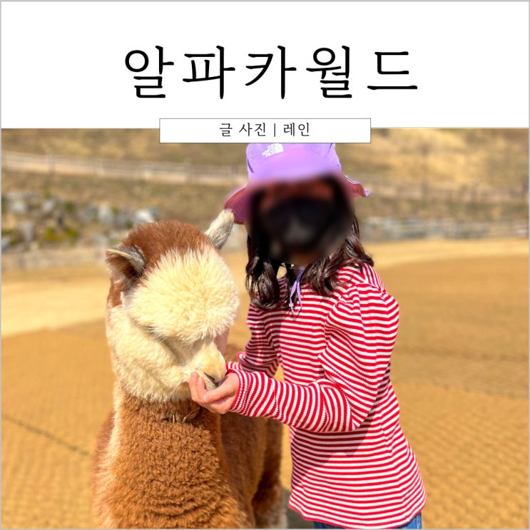  홍천 여행 :: 아이랑 가볼만한곳 홍천 알파카월드