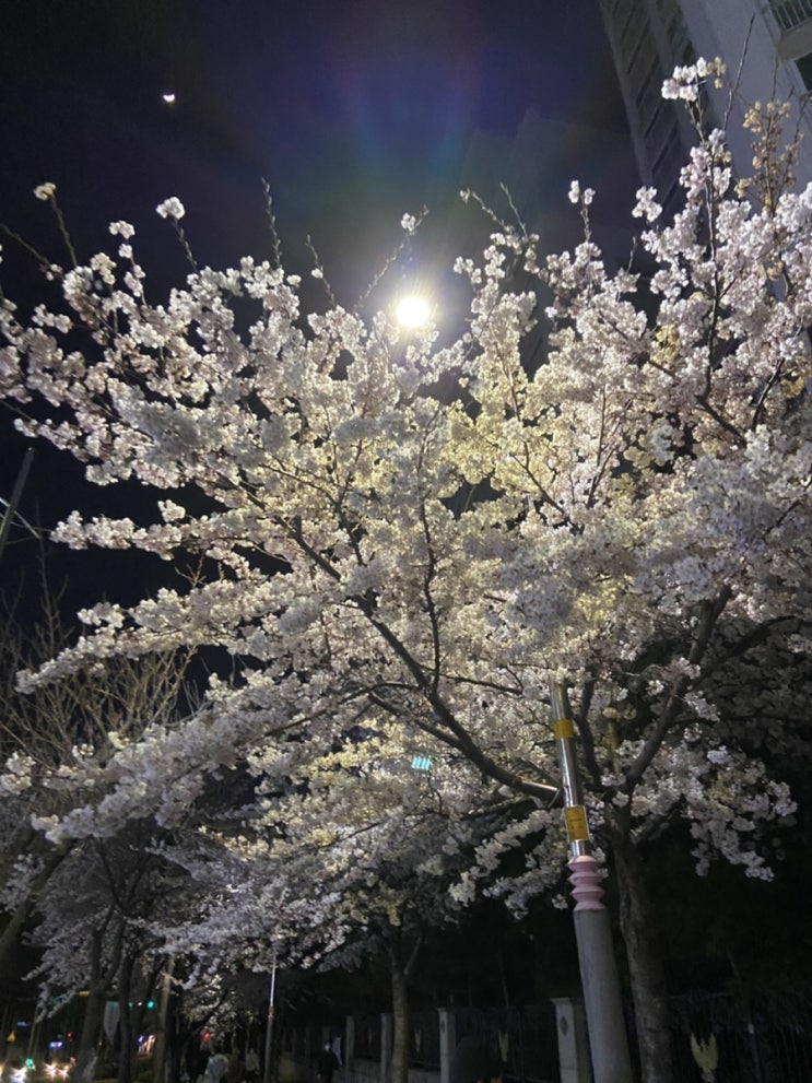  나도 봤지롱 벚꽃
