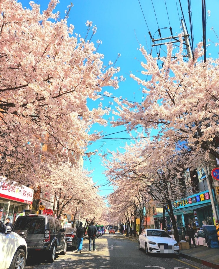  합정 벚꽃 _ 데이트 코스 추천  합정카페 , 합정맛집 내돈내산 리스트 !