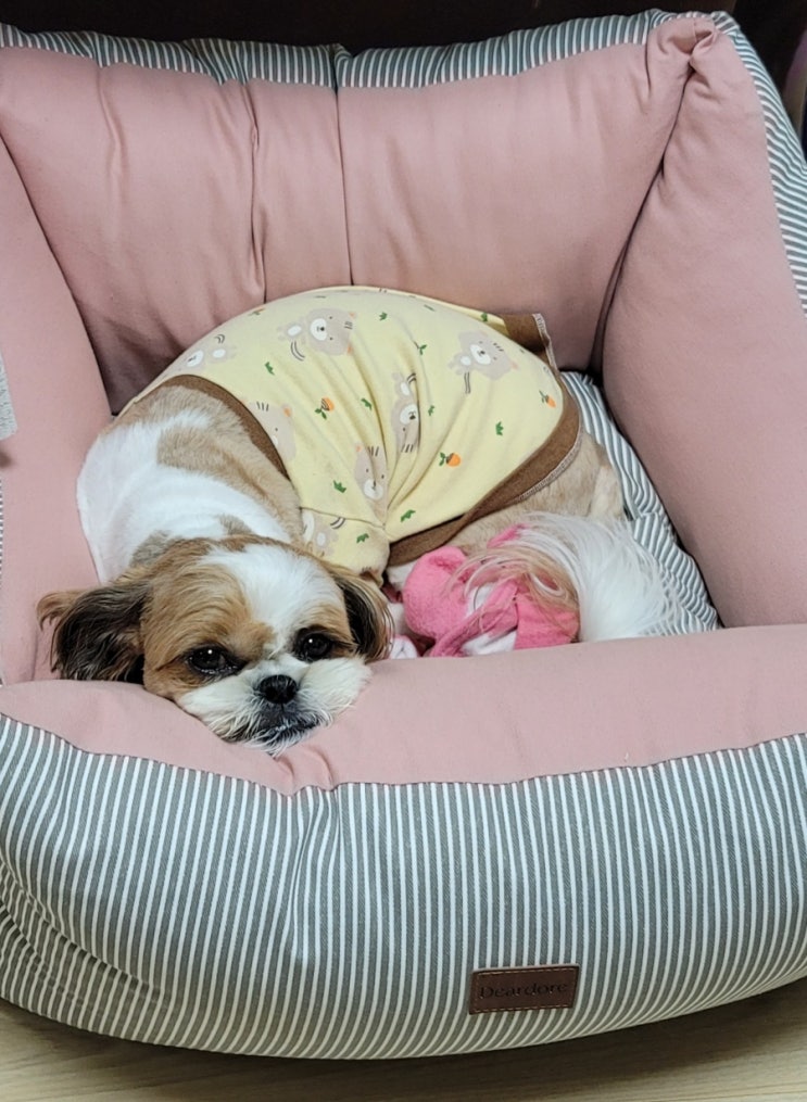  강아지 피부병, 귓병, 아토피에 좋은 음식과 영양소