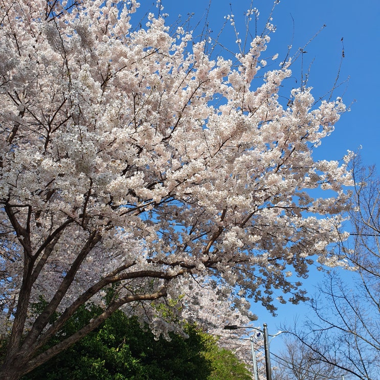 [여행] 서울 벚꽃 명소 양재천 벚꽃 구경