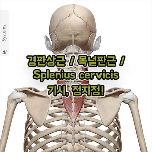  경판상근 목널판근 Splenius cervicis 기시, 정지점!