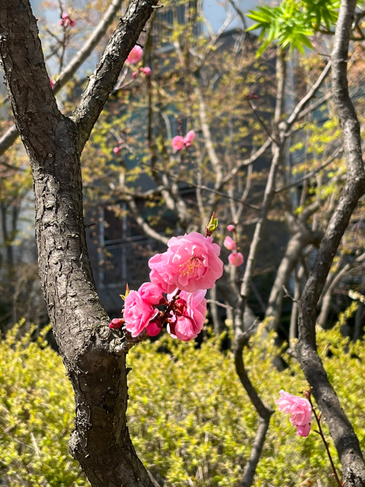  점심 산책 / 꽃구경