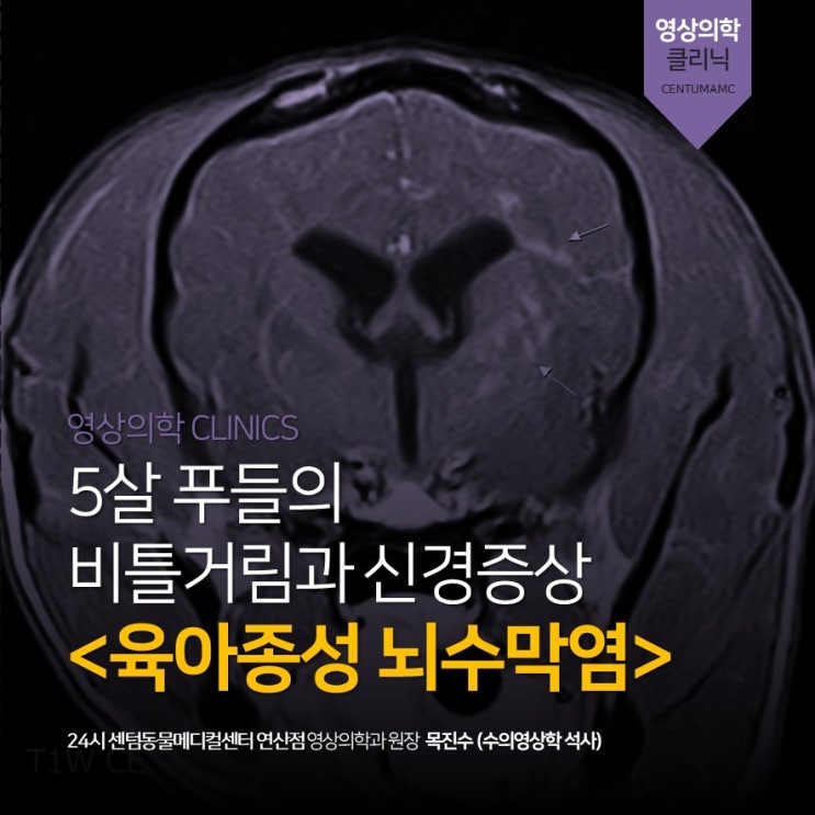  5살 푸들 <육아종성 뇌수막염> 비틀거림, 신경증상 (24시 센텀동물메디컬센터 연산점, 부산 연제구 신경계 동물병원)