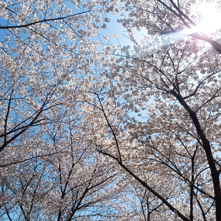 안양천 벚꽃길 벚꽃 만개 
