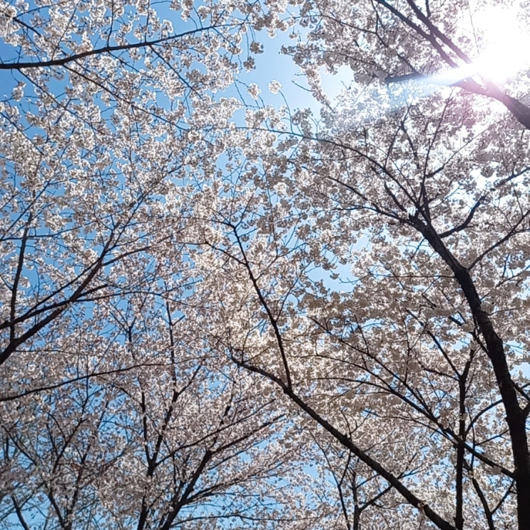  안양천 벚꽃길 벚꽃 만개 
