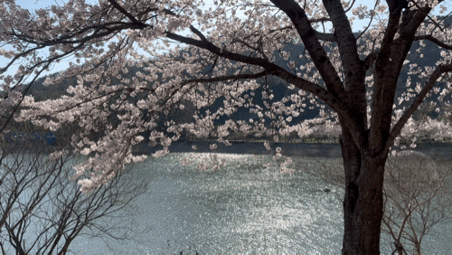 &lt;4월 9일 주말기록&gt;화순 동구리 저수지 공원 벚꽃 구경