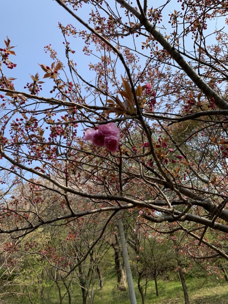 [여행 / 충남 서산] 21.04.10 겹벚꽃이 예쁘기로 유명한 서산 문수사