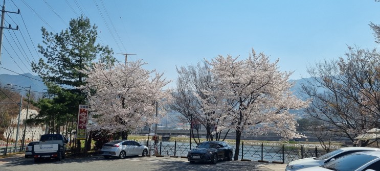 4월 벚꽃 시기 국수집 풍경이야기