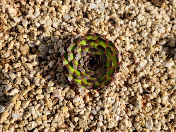  바위솔이래요