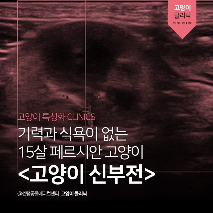  15살 페르시안 고양이 <고양이 신부전> (부산 센텀동물메디컬센터 수영점, ISFM 친화병원 골드)