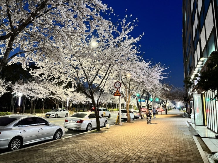 서울벚꽃명소(일원동 마루공원 도로)