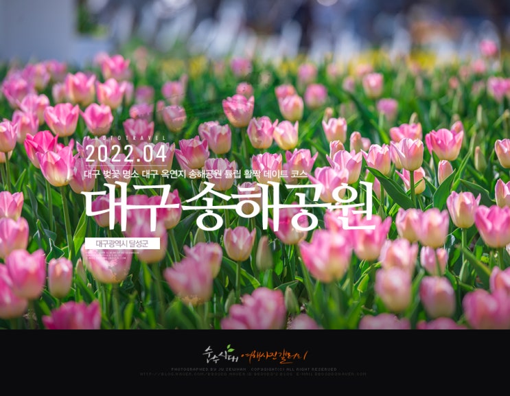 대구 벚꽃 명소 옥연지 송해공원 튤립 데이트 코스