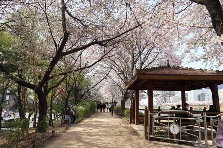 벚꽃구경 :: 안양천 벚꽃길이 최고다 _ 2022년 4월 9일