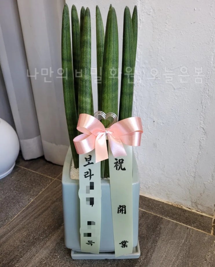  오늘은봄 대구화분배달 동구 신암동 신천동 효목동 꽃집 당일전국꽃배달 스투키 전자파차단식물 대구개업화분