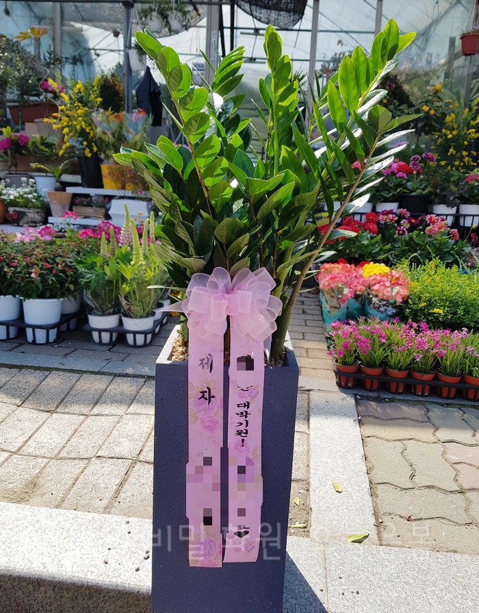  오늘은봄 울산꽃배달 중구 다운동 성남동 중앙동 꽃집 당일전국꽃배달 울산개업화분 금전수 돈나무 돈들어오는식물