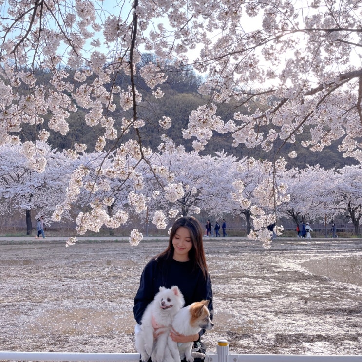  용연사벚꽃길 + 상인동 근처 벚꽃길 추천
