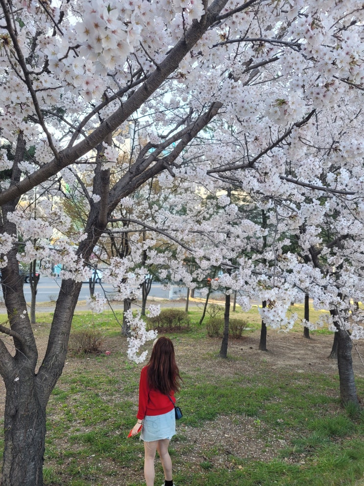  유성벚꽃 카이스트 충남대 말고 사람들이 잘 모르는 대전벚꽃명소
