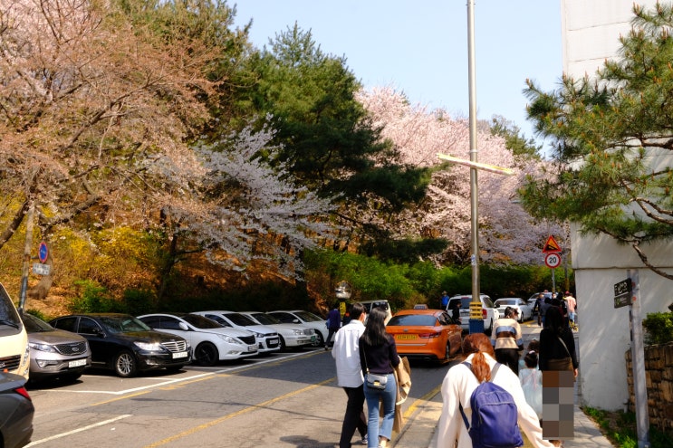 서울 한산한 벚꽃 명소를 찾으시나요 서대문구 연희동 안산 벚꽃길 소풍