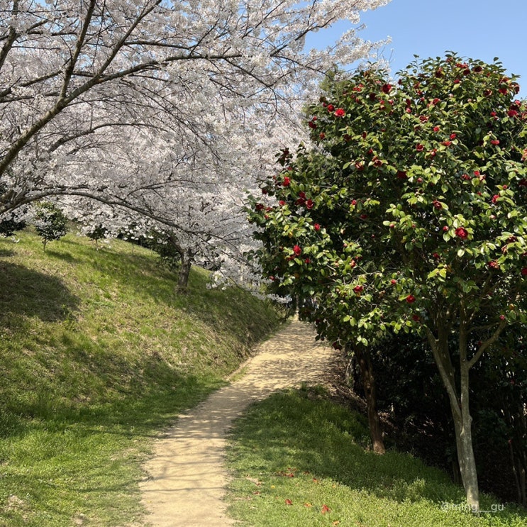 [목포 여행] 2022.04.08 목포 입암산 벚꽃 활짝 피었어요 / 목포 벚꽃 명소, 벚꽃 실시간