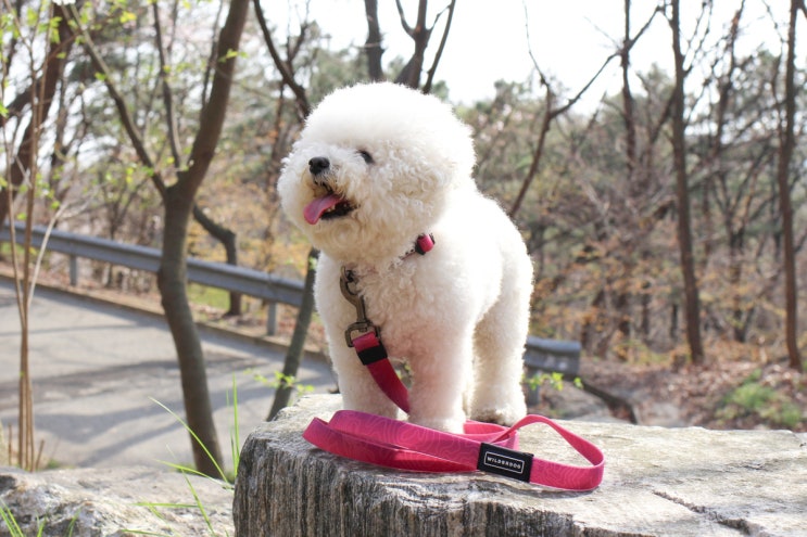  튼튼한 워터프루프 리드줄, 목줄 도담레이블 윌더독 사용(소형견부터 중형견, 대형견까지 모두 사용 가능!)