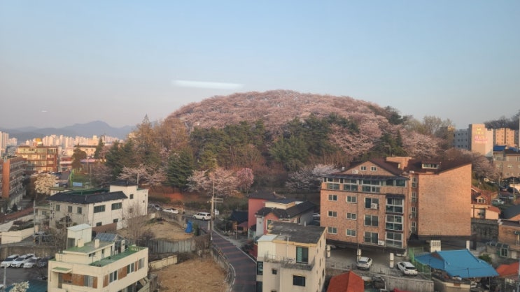  대전 테미공원 벚꽃 실시간 현황 근처 중구 맛집 볼거리