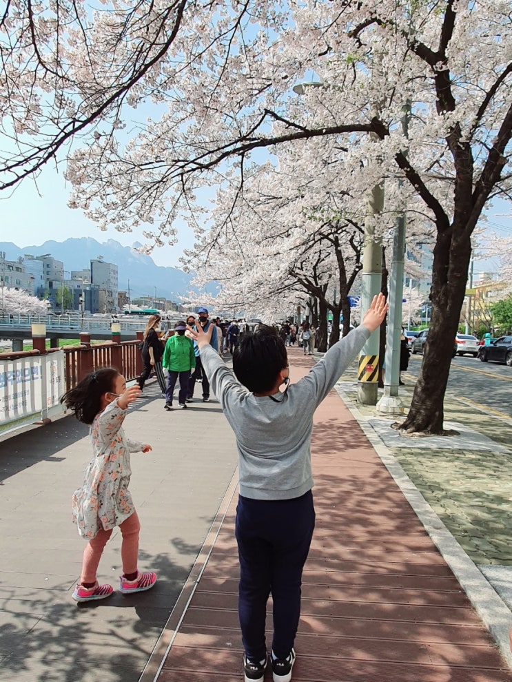  우이천에 벚꽃 보러갔어요 -우리동네 벚꽃명소