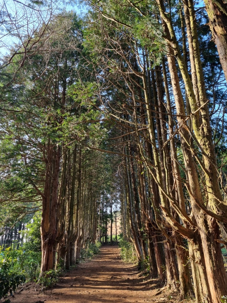 <제주 일기> 비밀의 숲에서 <제주 일기> 비밀의 숲에서