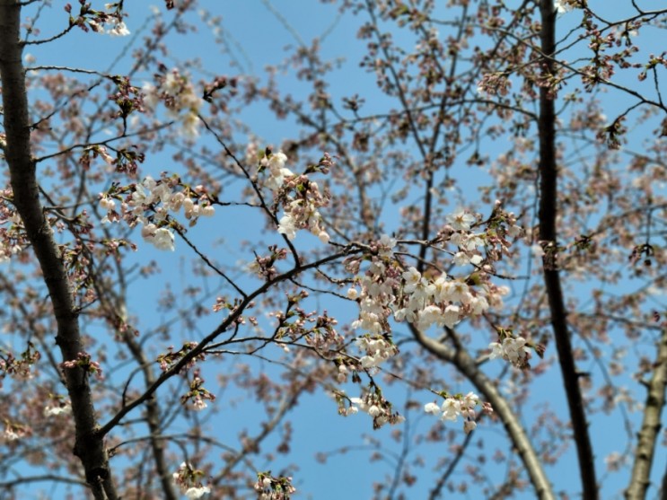 봄의 시작을 알리는 계양천 벚꽃구경